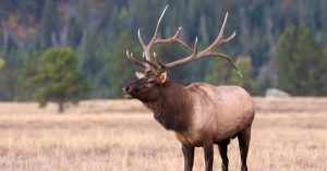 SAMUEL: Elk lottery brings big money to Virginia         